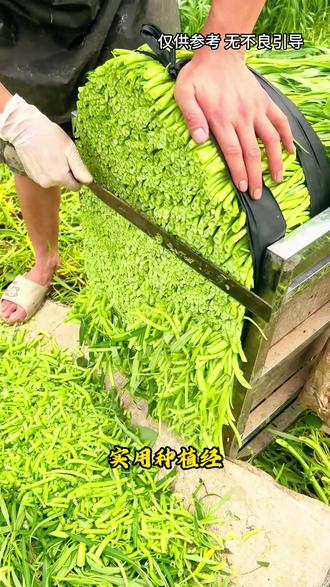 为什么菜农要拿着镰刀,对着成捆的空心菜根,就是一顿切#奇闻趣事 #科普 #每天一个科普小知识