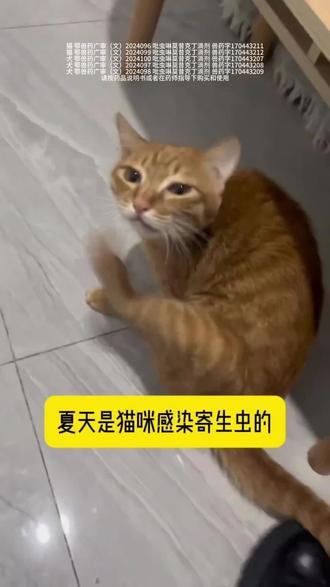 猫咪寄生虫高发期如何应对 #新手养猫 #养猫经验分享 #猫咪驱虫