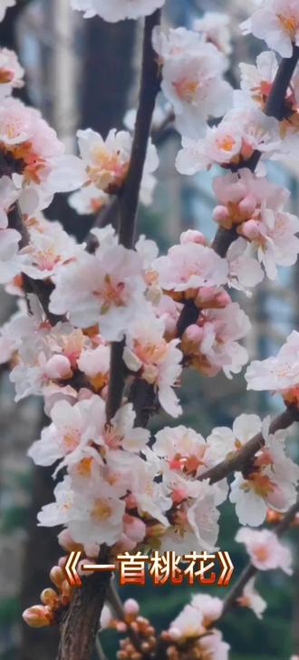 《一首桃花》作者:林徽因 诵读:馨