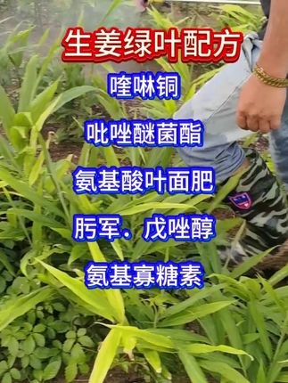 生姜黄叶白心这样打#生姜黄叶白心 #生姜白心病 #生姜黄叶
