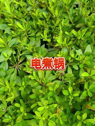#电煮锅 #电煮锅 #电煮锅推荐