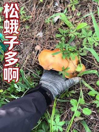 东北遍地都是的松蛾子深受山东老乡的喜爱 #野生松蘑 #松蛾子 #黑蘑菇 #松菇炖鸡 #采蘑菇