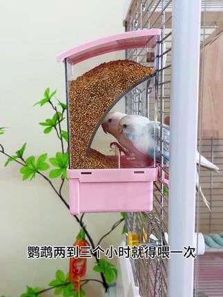好看又实用,出远门再也不怕小鸟饿肚子了 #鹦鹉食盒 #鹦鹉喂食器 #鹦鹉自动下料器