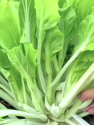 四季速生白菜苔,四季都可种,适应性强,好种植,口感鲜嫩,清甜爽口~#白菜苔#蔬菜种子#均可种植#在家种菜#优质农产品