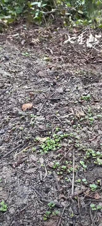 @荒野建弟 建弟的菜长得很好哦#荒野求生决赛 #种菜 #荒野建哥 #荒野建弟 #大自然的馈赠