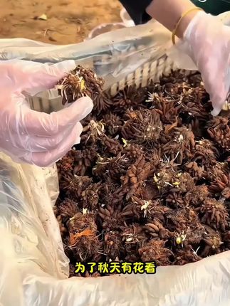 #花毛莨 #花毛莨种球 #花开富贵好运来 #花卉绿植