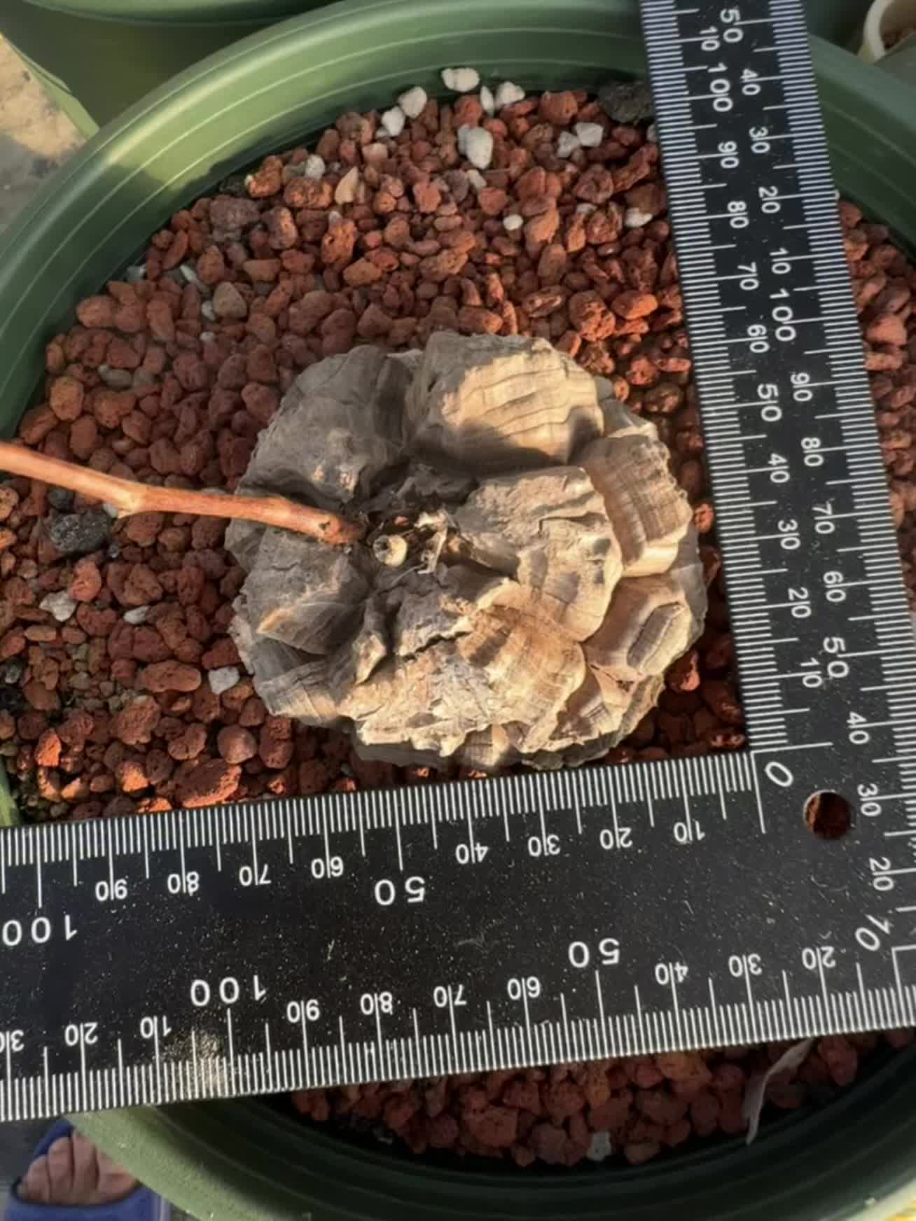 #龟甲龙 #块根植物 #多肉植物 #龟甲龙块根植物 #块根