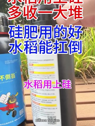 硅肥在水稻上有什么作用与好处 水稻用上硅,多收一大堆#水稻种植 #水稻高产 #金赞不倒翁 #硅肥 #硅肥的重要性