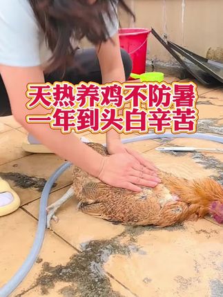 天热养鸡不防暑,一年到头白辛苦 #鸡鸭鹅养殖#养鸡人#三农#防暑#养鸡小妙招