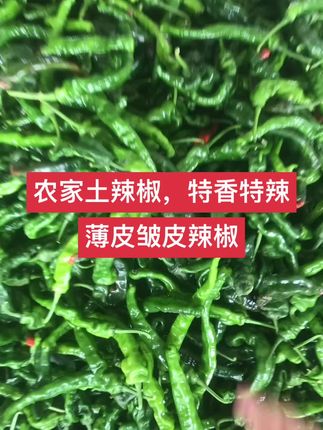 特辣小皱皮辣椒,农家新鲜采摘发货,炒辣子鸡,小炒肉,辣香味十足欢迎下单咨询#新鲜辣椒 #新农人计划 #向往的生活9这样 #乡村产业振兴 #三农