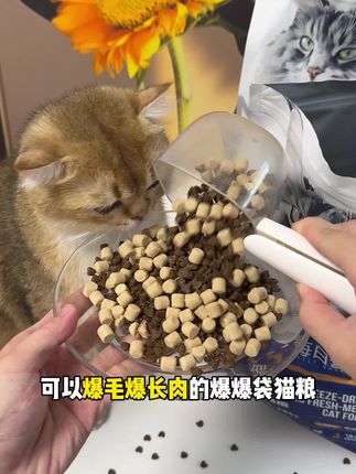 终于蹲到卫仕爆爆袋正装鲜肉猫粮有库存了!刷到的养猫人赶紧薅!#新手养猫 #卫仕鲜肉猫粮 #卫仕爆爆袋 #养猫经验分享 #猫粮
