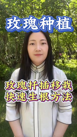 玫瑰扦插移栽0成本小妙招#玫瑰 #玫瑰🌹 #玫瑰种植 #玫瑰种植基地 #玫瑰扦插