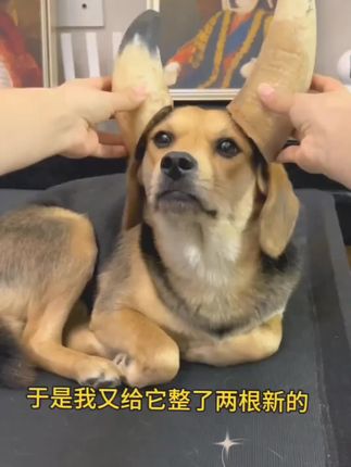 大家给狗子买牛角的话一定要注意!在收货的时候看看是不是干的! #狗狗磨牙零食 #狗狗磨牙棒 #给狗狗吃牛角 #烘干牛角 #新手养狗