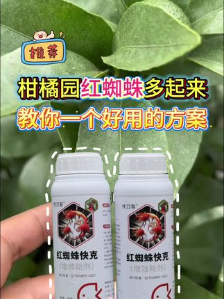柑橘园红蜘蛛又多起来了,怎么办?这个方案好用#红蜘蛛快克 #柑橘红蜘蛛防治