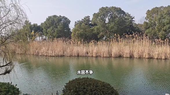 小区的水兮总令人遐思,,,水因不争故能成海人因守拙故能养真。。。#随手拍大自然的诗意 #大自然是一本无字的书 #大度看世界从容过生活