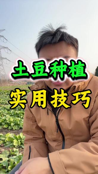 土豆种植实用技巧 #土豆 #土豆种植 #土豆管理 #种植技术 #三农