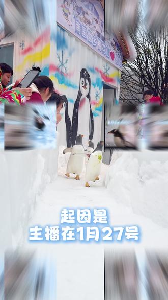 感谢为QQ企鹅起名的热心网友们! 梅梅给大家兑现承诺!邀请点赞前三的鹅友们来免费看鹅啦!#企鹅 #贵州梅花山南国雪乡 #梅花山国际滑雪场 #QQ企鹅