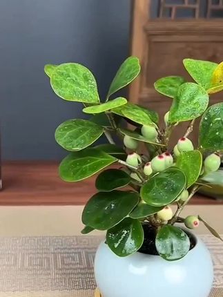 一花一世界,小盼菩提盆栽,禅意十足,寓意好又百搭#爱生活爱养花 #花卉绿植 #室内绿植 #桌面盆栽 #禅意生活