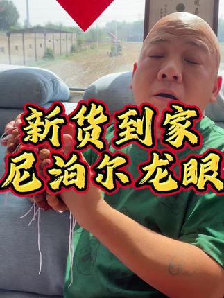 尼泊尔实心龙眼手持 尺寸可选#文玩爱好者 #文玩手串 #龙眼菩提 #尼泊尔龙眼