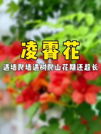 它遇树上树,遇墙爬墙,冬天冻不死,夏天热不死,随便一爬就是十几米高#爬藤植物 #凌霄花苗 #凌霄树苗 #凌霄花 #花卉绿植