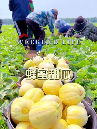 #好吃到停不下来 #新鲜采摘 #性价比高