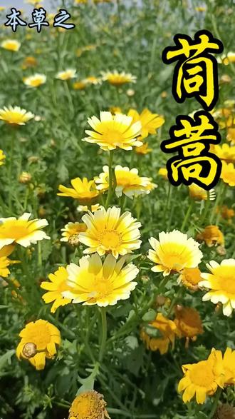 #爱生活爱养花 #植物科普#一日一植物 #本草#种草计划 #植物科普
