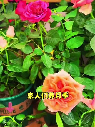 月季花玫瑰花专用肥料蔷薇盆栽不烧根通用型促根壮苗颗粒缓释肥料#月季花肥料 #玫瑰花专用肥料 #颗粒缓释肥 #月季花玫瑰花专用肥料 #植物通用型颗粒缓释肥