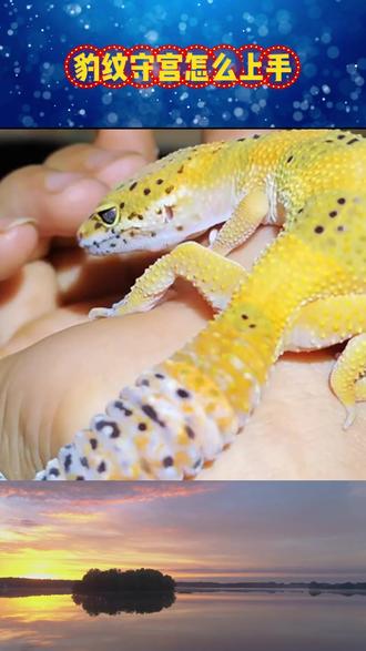 豹纹守宫怎么上手 #豹纹守宫 #爬宠