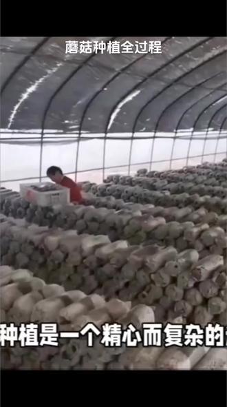 蘑菇种植方法全部过程