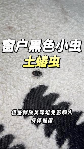 广西网友们家里飞进许多黑色硬壳小虫子 广西的网友们家里是不是飞进来,很多黑色硬壳小虫子,而且还会释放难闻的气味,这种是土蝽,也就是臭屁虫,每年的4~7月份都是土蝽繁殖季节,下雨天气导致户外的土蝽栖息地遭受破坏,迫使土蝽受到灯光吸引,成群成群的往家里窗户聚集,加上气候温暖潮湿的环境下,土蝽就一直在窗户周边区域聚集,土蝽虫不咬人,但是释放臭味难免影响人身体健康,家中发现土蝽虫,推荐土蝽虫专用杀虫剂,药剂无色无味,居家驱虫放心使用#土蝽虫 #土蝽虫对人体有害吗 #土蝽杀虫剂 #土蝽 #臭屁虫
