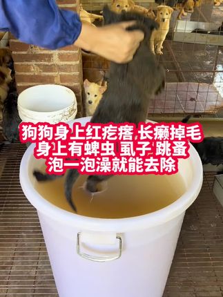 #养狗人 #养狗经验分享 #新手养狗 #科学养宠攻略 #创作灵感
