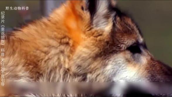 狼王 格林的故事 看完有何体会