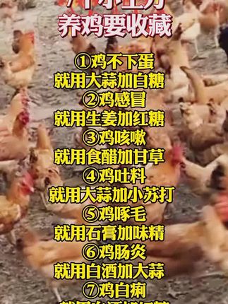 #养鸡知识 #养鸡技术 #养鸡小妙招 #科学养鸡#养鸡助手