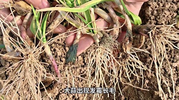 大蒜发霉长毛根腐死棵怎样处理? #大蒜种植 #大蒜种植技术 #大蒜根腐 #农业种植 #农业种植技术