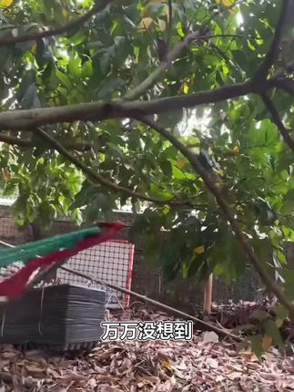 #高空修枝剪 #高空修剪器 #圆林绿化 必备#好物推荐🔥 #好物畅买不打烊