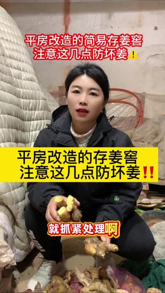 平房改造的简易存姜窖,储存注意事项⚠️#大姜储存 #生姜储存 #大姜种植 #生姜种植 #阳帆农业小潘