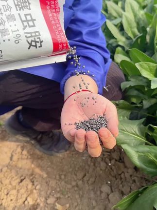 地上地下害虫通用,跳甲,蝼蛄 九蛆,地老虎,金针虫,蚂蚁等地上地下害虫,用法很简单直接撒在作物上即可,#联苯噻虫胺 #地上地下害虫防治 #抖音助农 #农民种地不容易啊