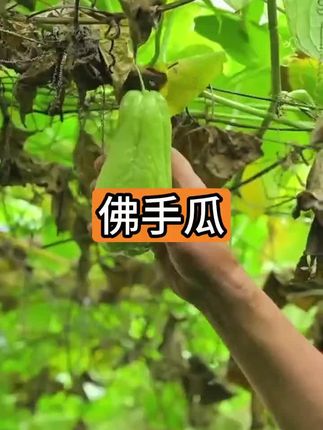 #正宗佛手瓜