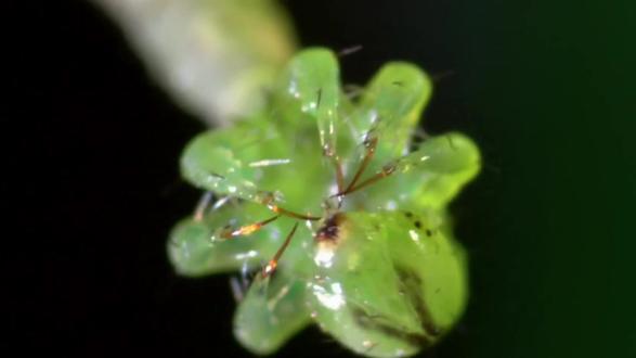 尺蠖又叫吊死鬼#动物世界 #尺蠖 #吊死鬼