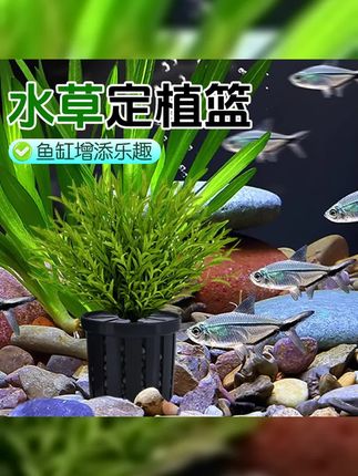 【宠大条】家用鱼缸水草定植篮造景装饰固根器水草泥沉底水草固定器 #水草造景 #水族用品 #鱼缸造景神器 #懒人养鱼攻略 #水草定植篮