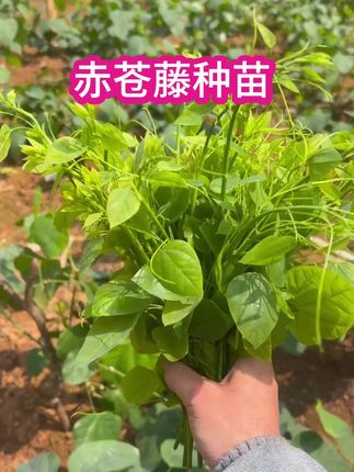 #农业种植 广西崇左辣木苗赤苍藤苗姑娘菜苗龙须菜秧苗农家种植四季带泥发货