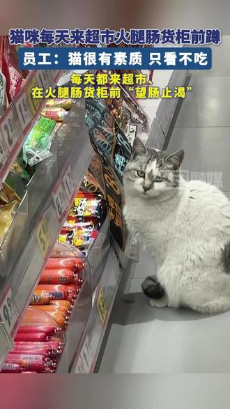 猫咪每天都来超市火腿肠货柜蹲守#猫咪的迷惑行为
