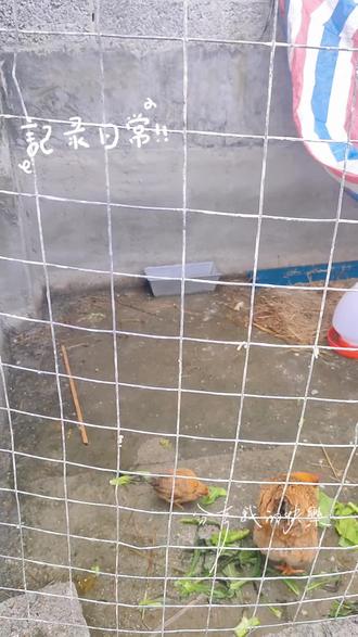 第一次养鸡,隔两天就死一只,啥原因