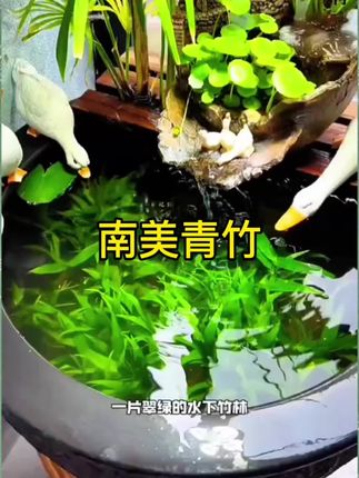 让你的鱼缸里也长出一片水下竹林吧!#水草造景 #鱼缸造景 #鱼缸里的大自然 #南美青竹 #水草