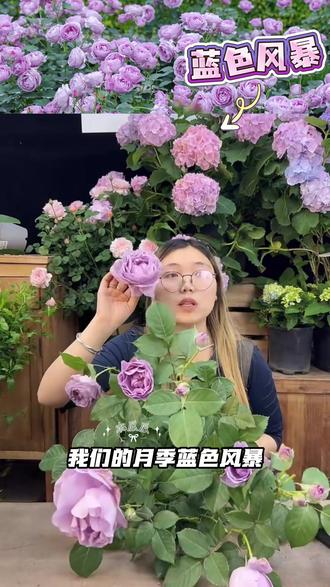 月季玫瑰蓝色风暴灌木直立月季多规格盆栽阳台庭院紫色#盆栽#花卉绿植#鲜花绿植#月季#月季玫瑰