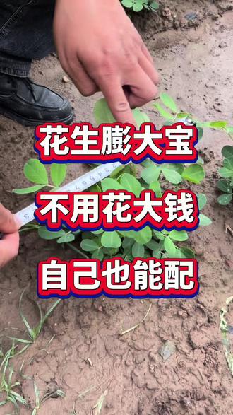 花生膨大宝自己也能配 #花生种植 #花生管理 #花生增产