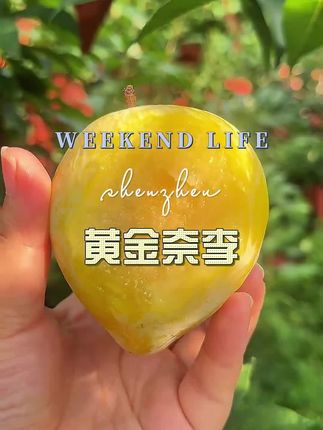 黄金奈李 #新鲜水果#现摘现发#黄金奈李#超好吃