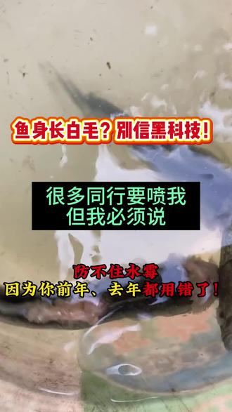 鱼塘降温出现水霉病,快用这个9块钱的硫醚沙星,一瓶预防20亩 #水产养殖 #水霉病 #水霉病 #鱼病防治 #硫醚沙星