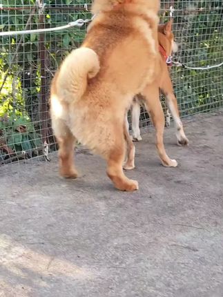 #养狗经验分享 #狗狗驱虫