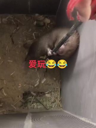 #家有宠物 #家有萌鼠 #养鼠日常分享 #可爱萌宠